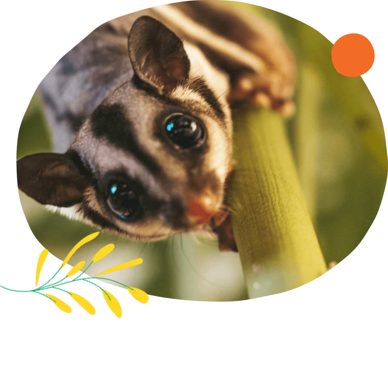 Wildlife Rope Bridges - Habitat Warriors