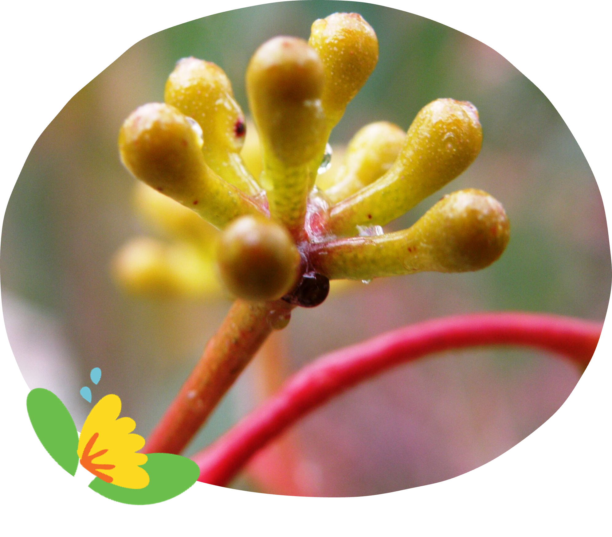 Bud sessions Close-up image of a flower with red and yellow filaments against a blue sky, overlaid with illustrated plant elements—ideal for revegetation projects in kindergarten and schools Australia.