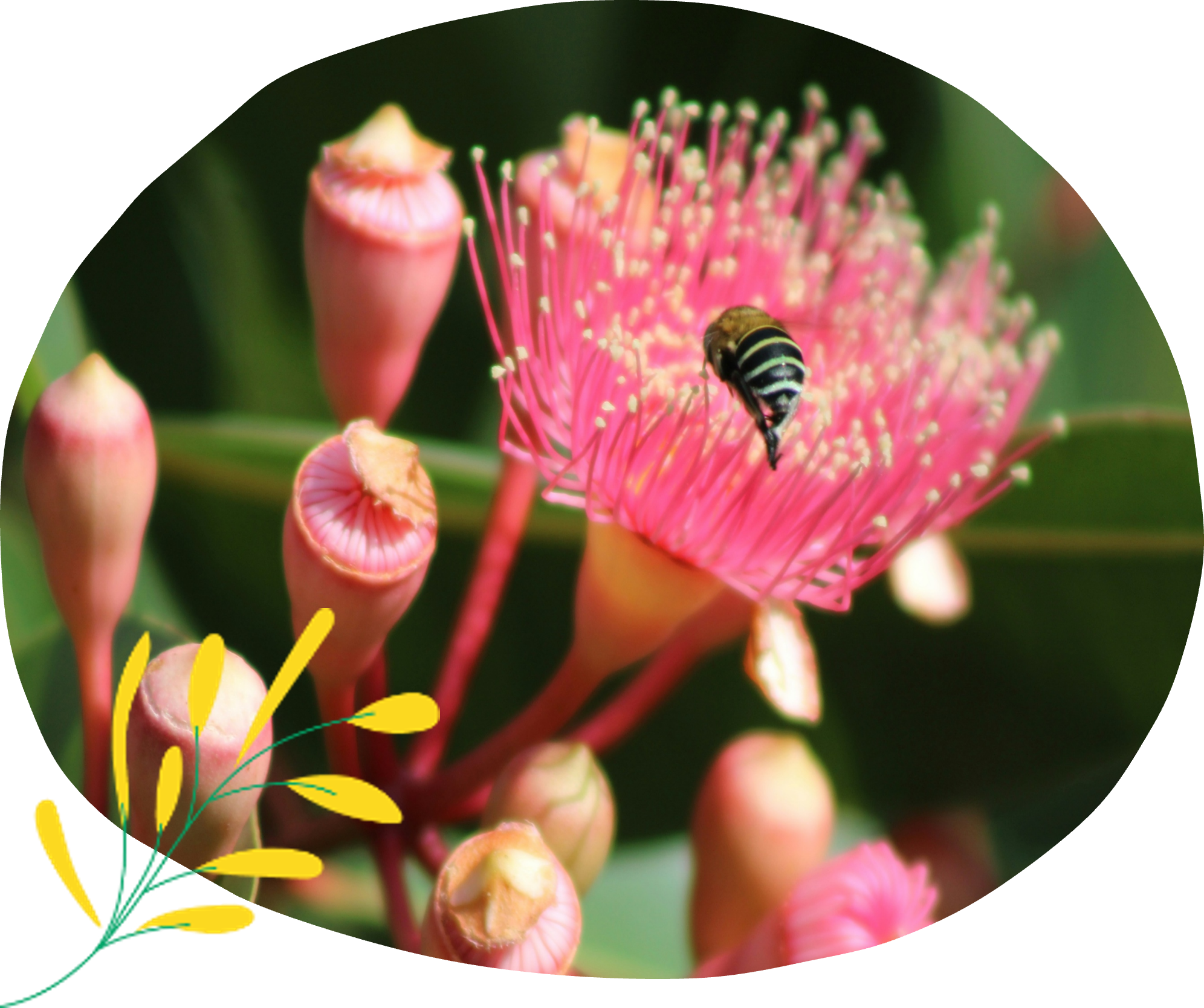 Minibeast Hotel Close-up image of a flower with red and yellow filaments against a blue sky, overlaid with illustrated plant elements—ideal for revegetation projects in kindergarten and schools Australia.