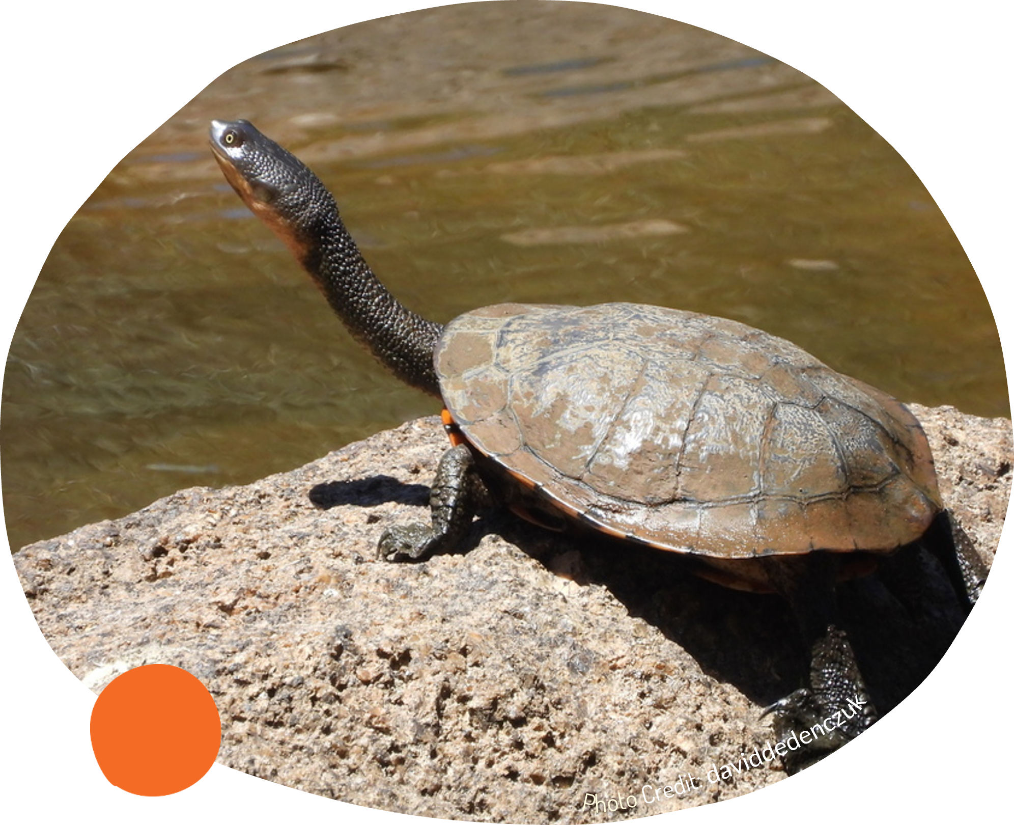 Close-up image of a flower with red and yellow filaments against a blue sky, overlaid with illustrated plant elements—ideal for revegetation projects in kindergarten and schools Australia.